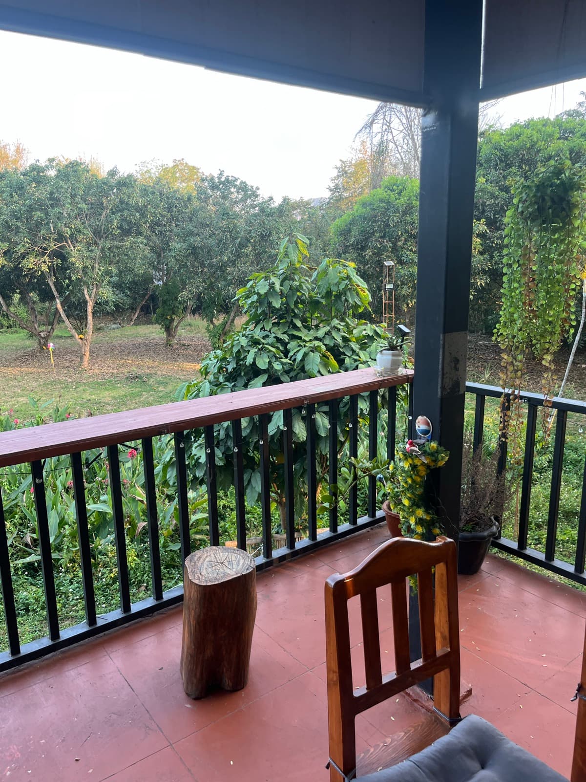 Organic cannabis garden